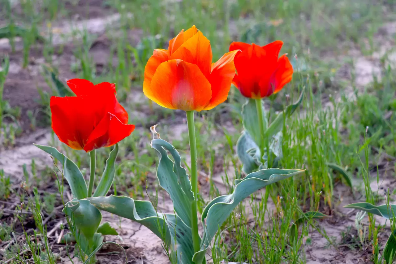 Tabloları andıran görüntüler! Kazakistan'da açan laleler hayran bıraktı 2