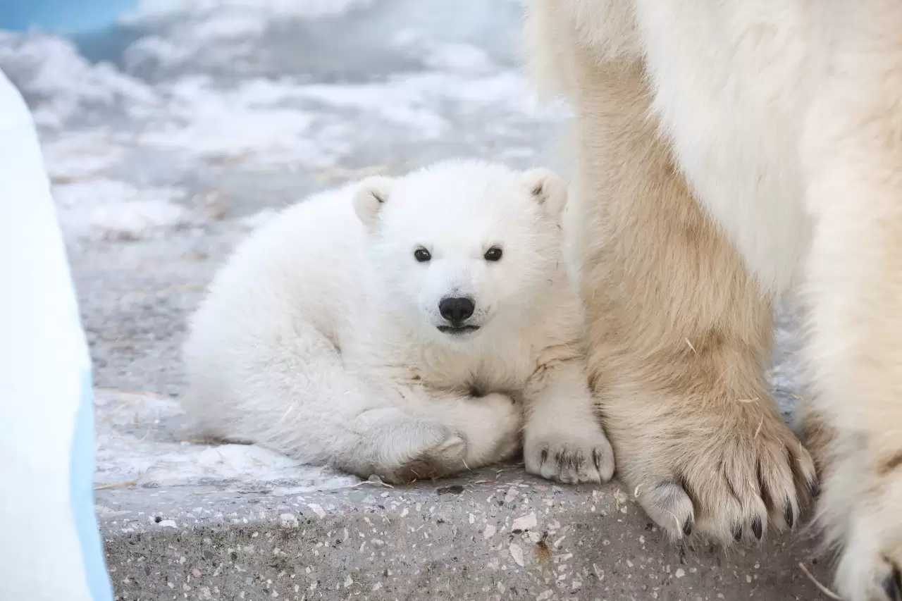 Kutup ayısı yavrusu dünyaya geldi 5