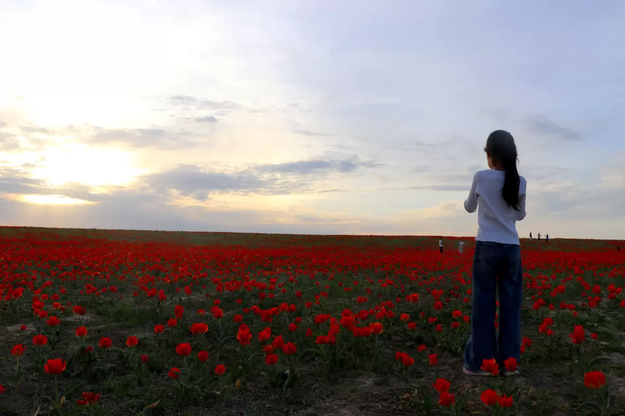 Tabloları andıran görüntüler! Kazakistan'da açan laleler hayran bıraktı 9