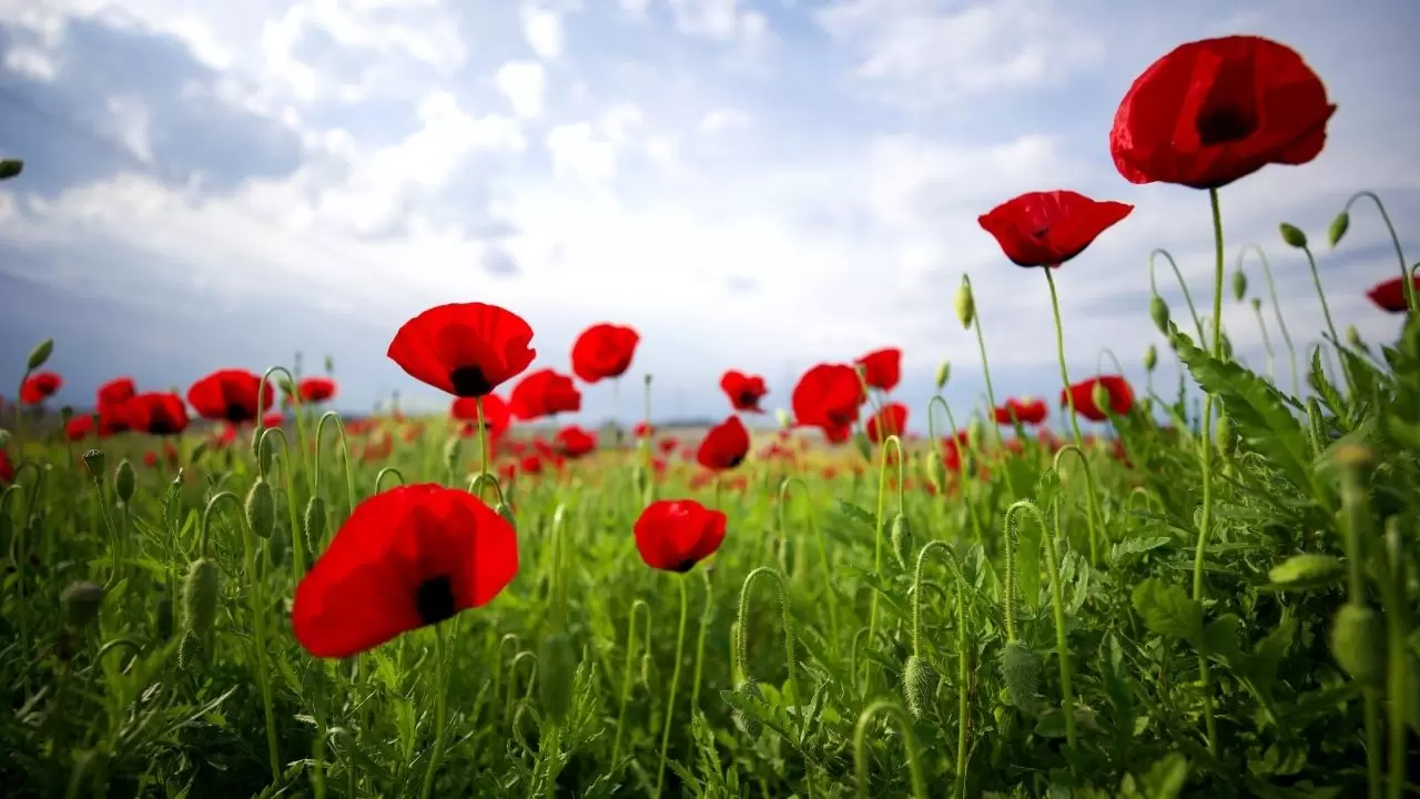 Görenler hayran kalıyor: Gelincik tarlalarında bahar mesaisi başladı! 1