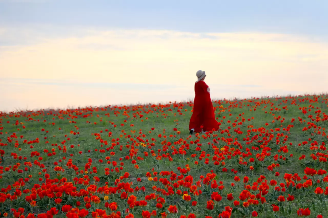 Tabloları andıran görüntüler! Kazakistan'da açan laleler hayran bıraktı 7