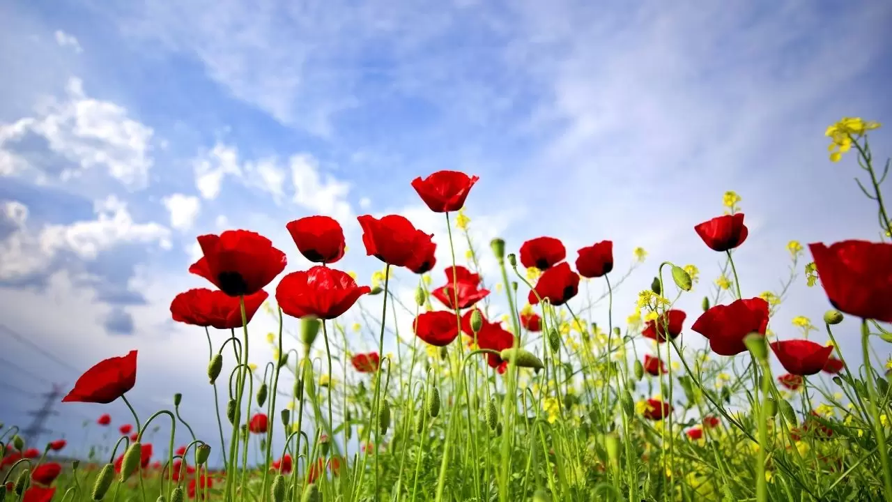 Görenler hayran kalıyor: Gelincik tarlalarında bahar mesaisi başladı! 3