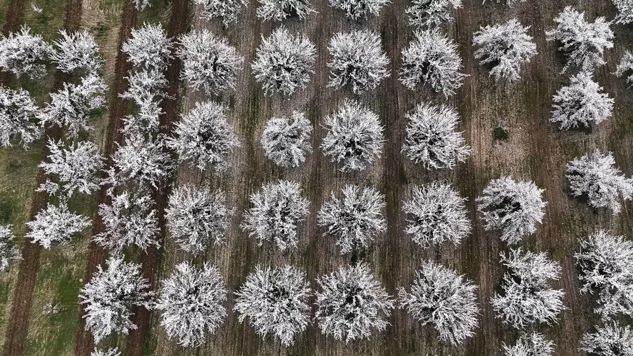 Malatya beyaza büründü: 2 milyon kayısı ağacı aynı anda çiçek açtı! 1