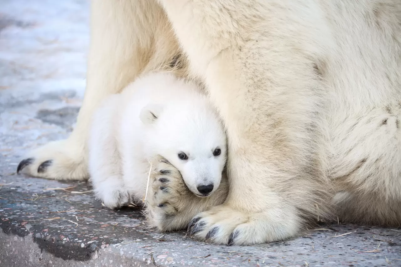 Kutup ayısı yavrusu dünyaya geldi 1