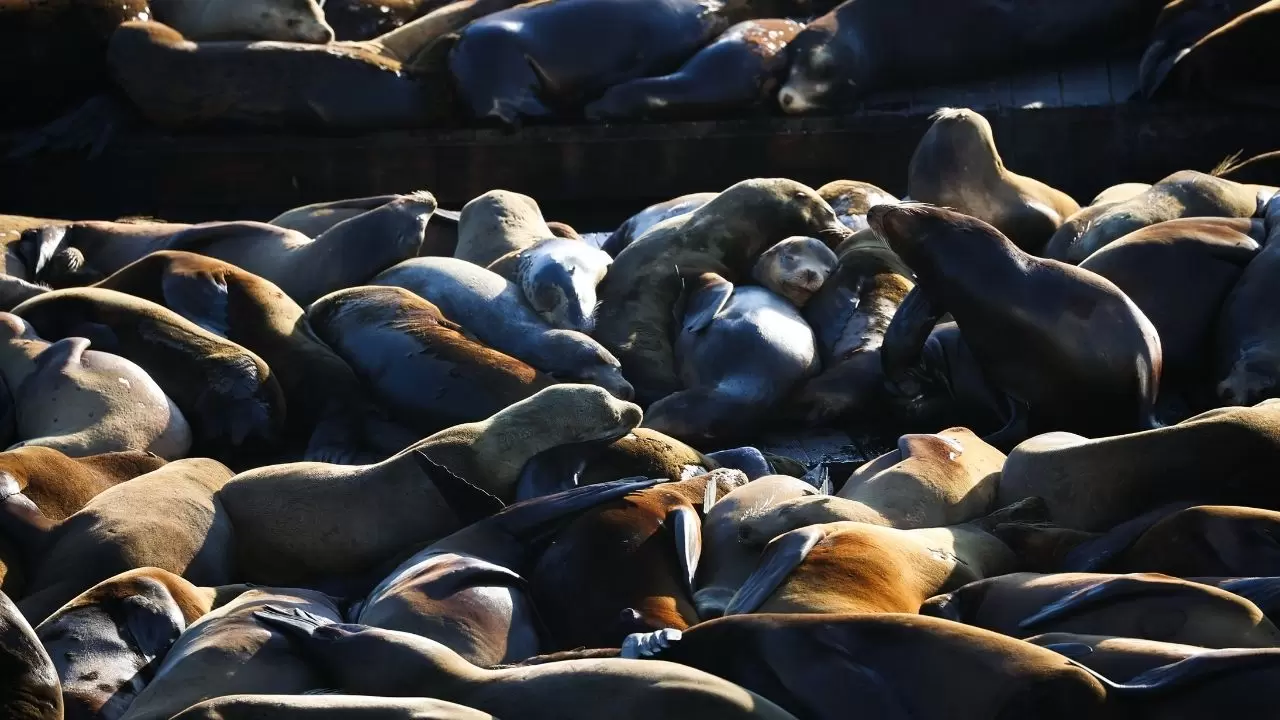 Fisherman’s Wharf’ta Deniz Aslanı yoğunluğu 2