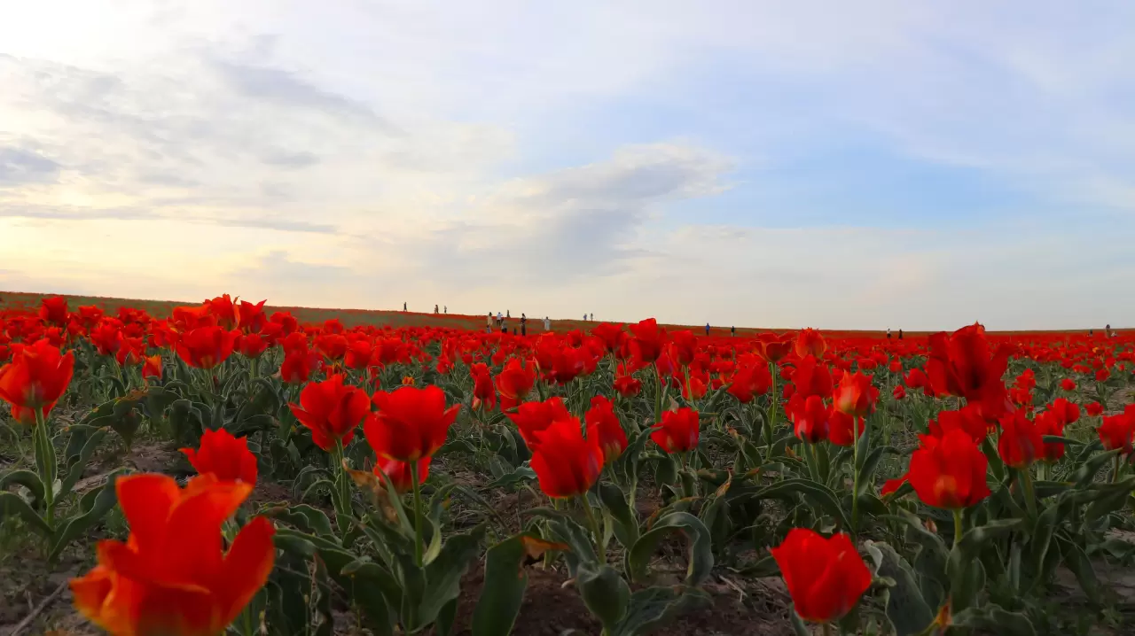Tabloları andıran görüntüler! Kazakistan'da açan laleler hayran bıraktı 6