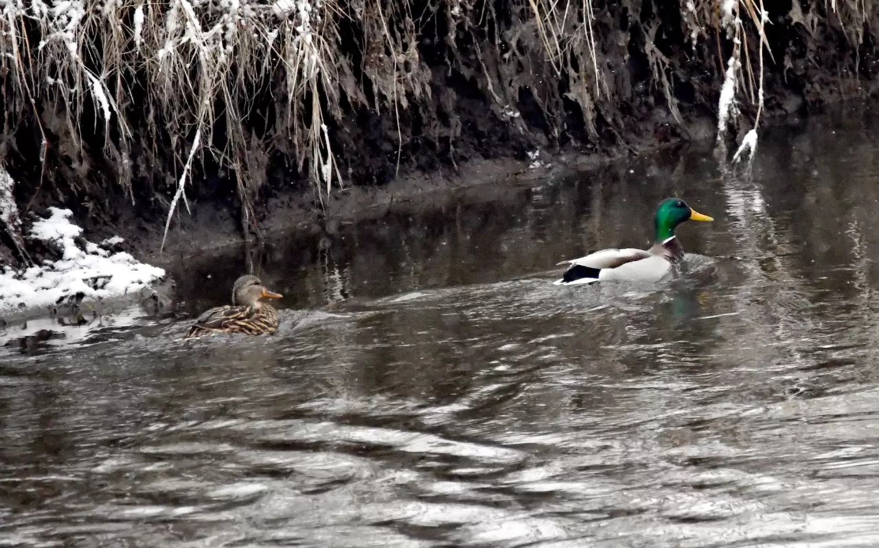 Sarıkamış’ta görsel şölen: Karlar eridi, göçmen kuşlar geri döndü 4