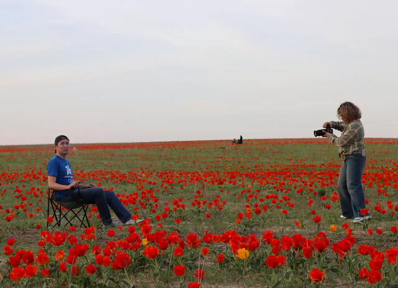 Tabloları andıran görüntüler! Kazakistan'da açan laleler hayran bıraktı 4