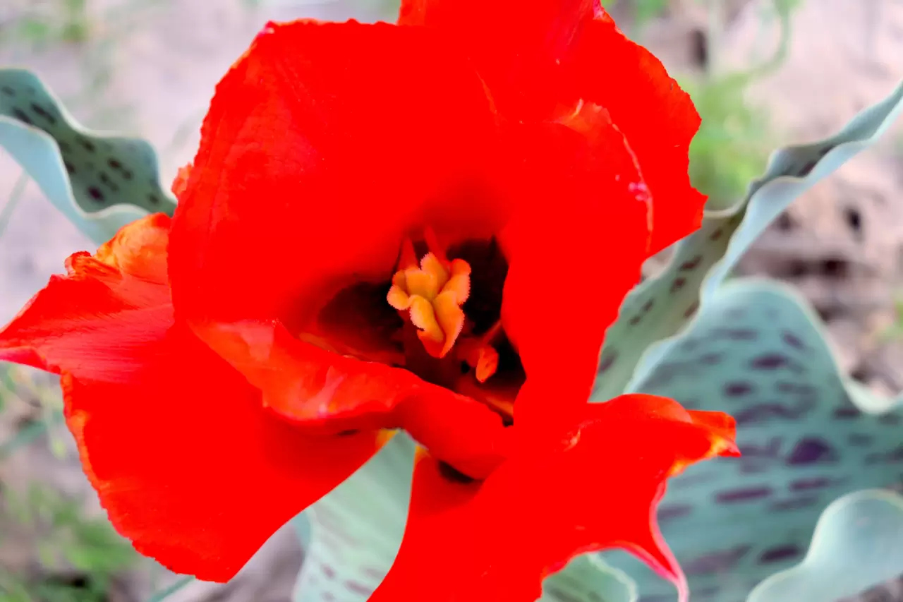 Tabloları andıran görüntüler! Kazakistan'da açan laleler hayran bıraktı 3