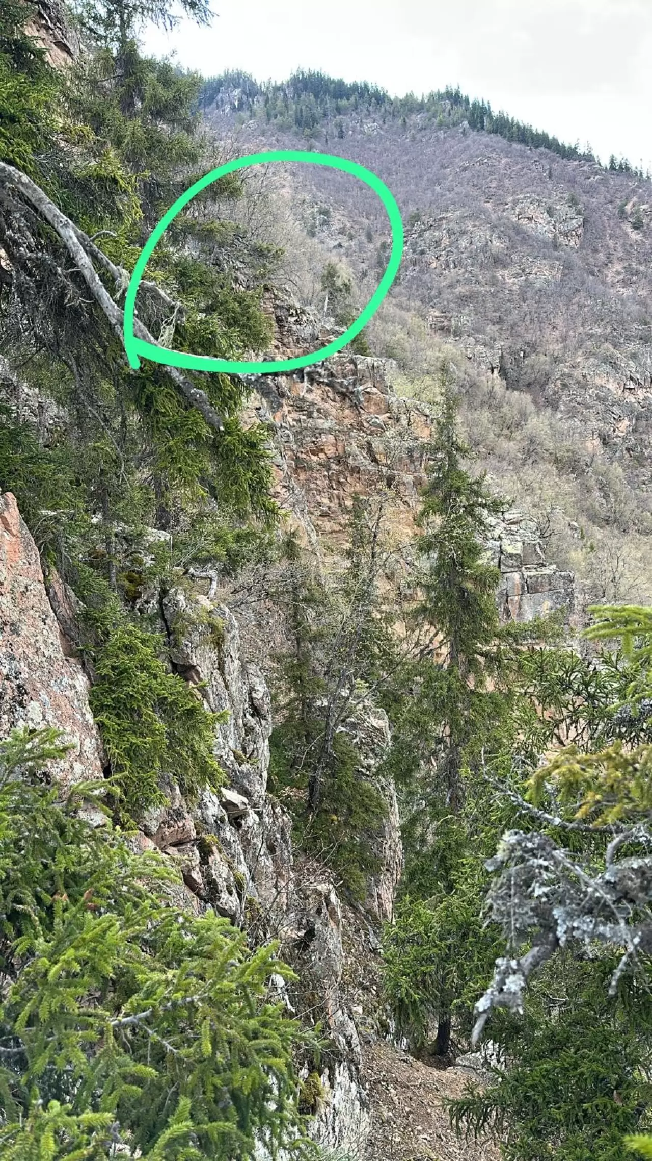 Artvin yaylasında nefes kesen kurtarma: Bacağı kırılan vatandaş için helikopter havalandı 4