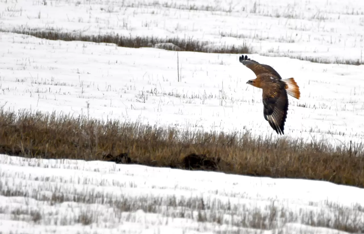 Sarıkamış’ta görsel şölen: Karlar eridi, göçmen kuşlar geri döndü 8