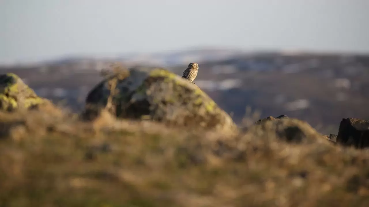 Gece avcısı gündüz ortaya çıktı: Nadir görülen kukumav baykuşu objektiflere yakalandı 3