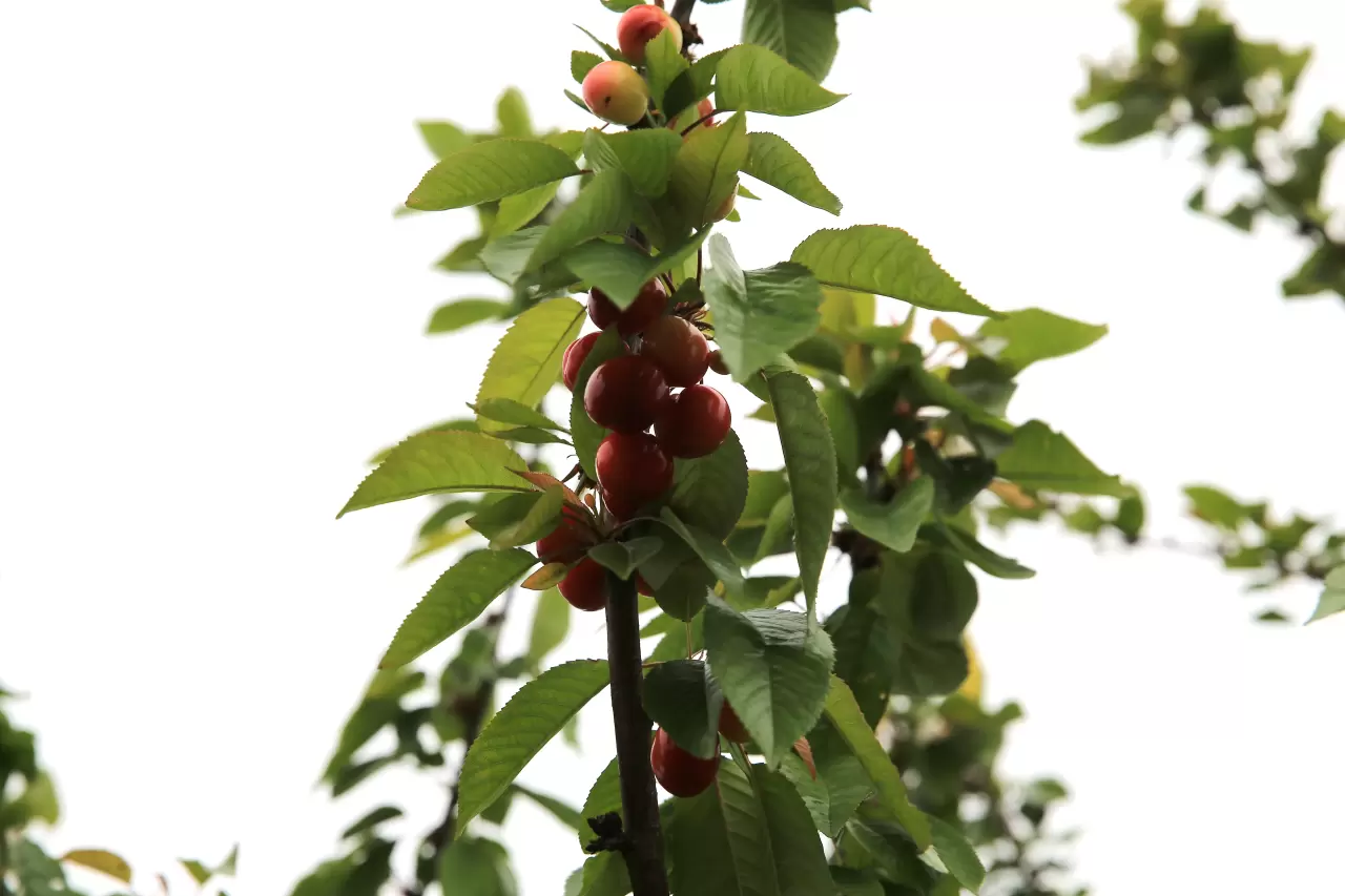 Kiraz gram altınla yarışıyor! Yılın ilk kirazı 6 bin TL'den satıldı 1