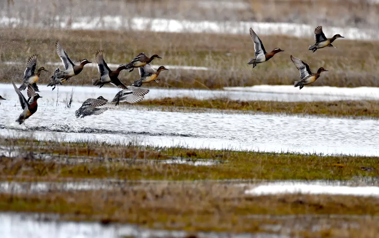 Sarıkamış’ta görsel şölen: Karlar eridi, göçmen kuşlar geri döndü 1