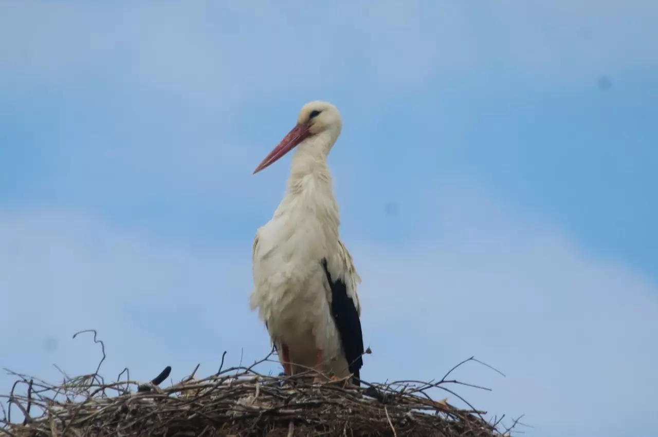 Kuşadası’na 40 yıl sonra leylekler geldi 5