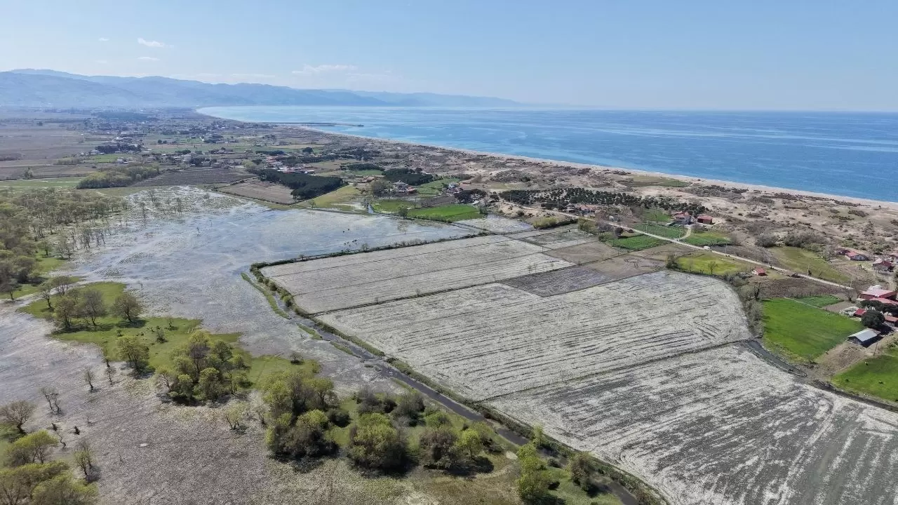 Kızılırmak deltası beyaza büründü: Su papatyalarının sadece bir ay ömrü var! 3