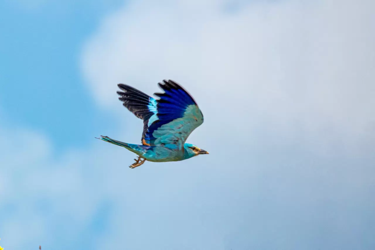 Masallar diyarından kopup gelmiş gibi! Gökkuzgunu Adıyaman'da görüntülendi 1