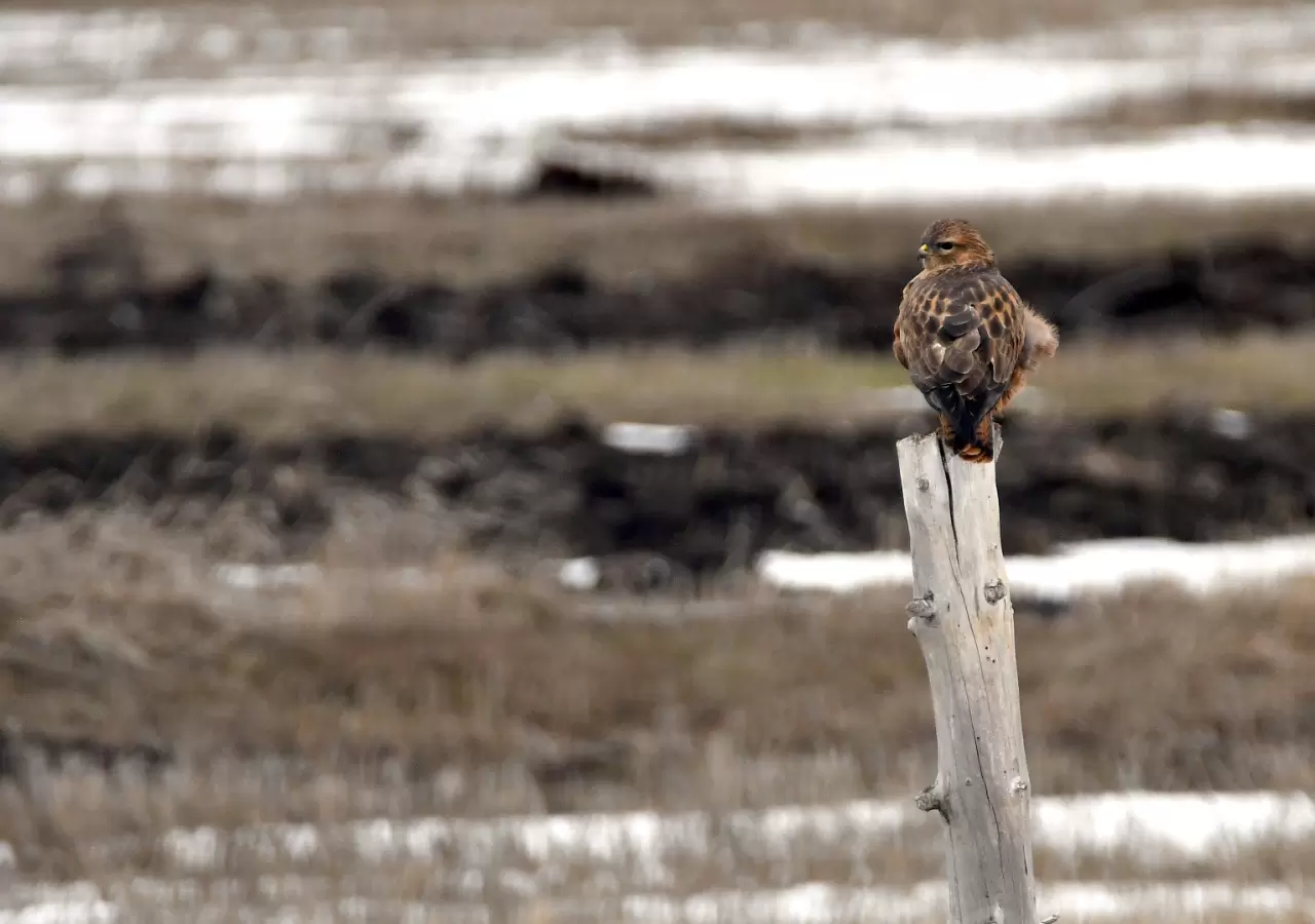 Sarıkamış’ta görsel şölen: Karlar eridi, göçmen kuşlar geri döndü 7
