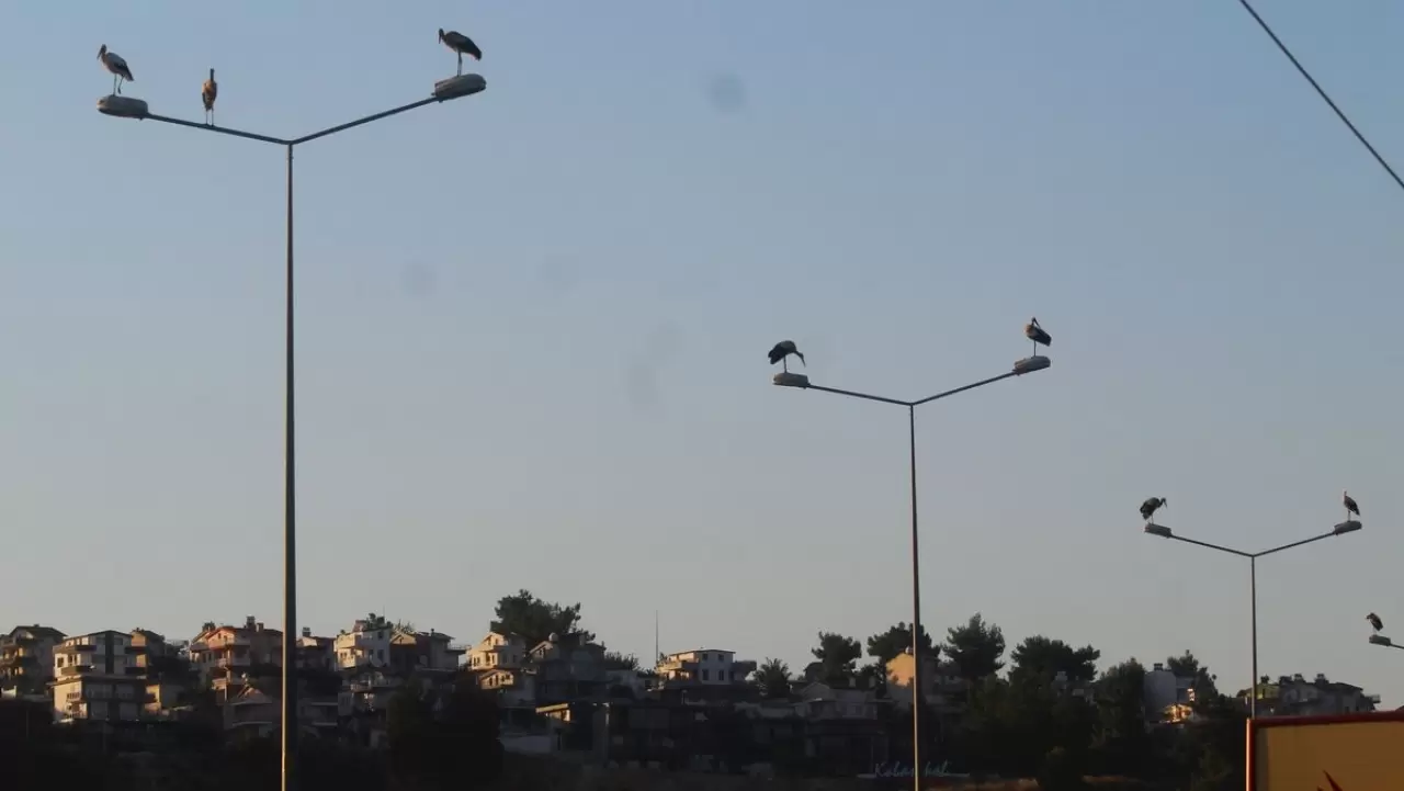 Kuşadası’na 40 yıl sonra leylekler geldi 2