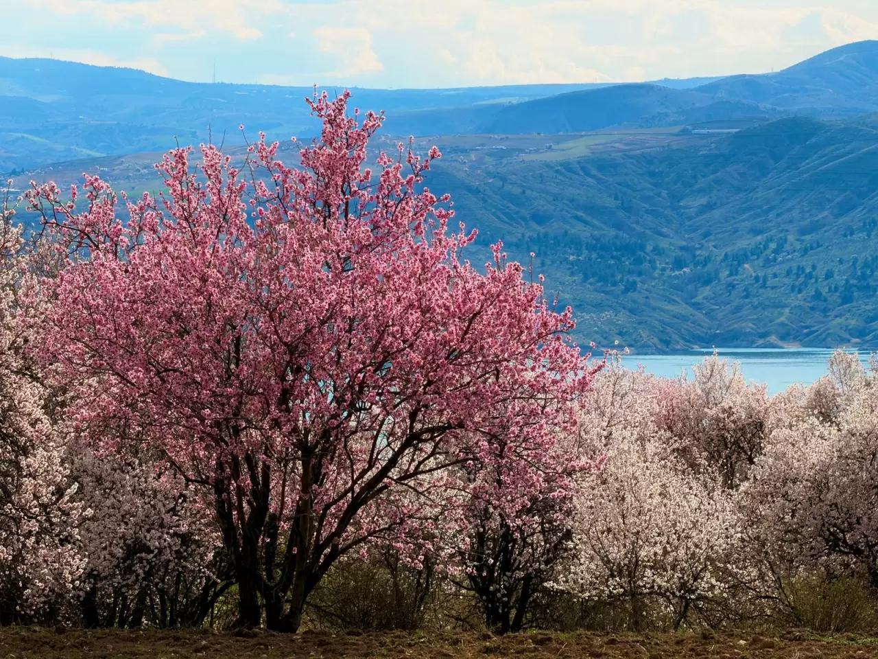 Çiçek açan badem ağaçları dronla görüntülendi 4