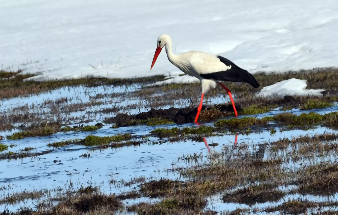 Sarıkamış’ta görsel şölen: Karlar eridi, göçmen kuşlar geri döndü 3
