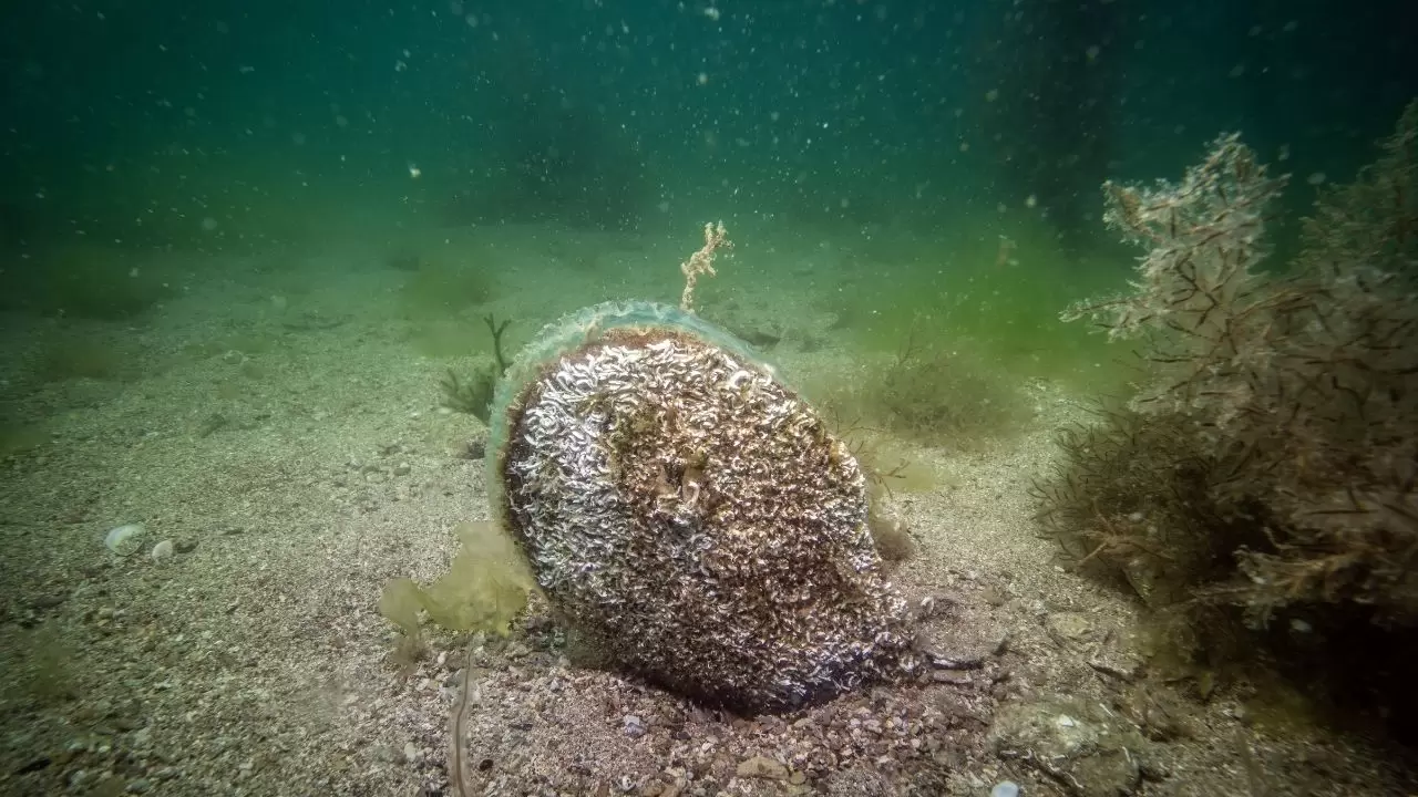 Tuzla sahilinde bilim dünyasını heyecanlandıran keşif! Sanayinin gölgesinde 'mucize' ekosistem 7