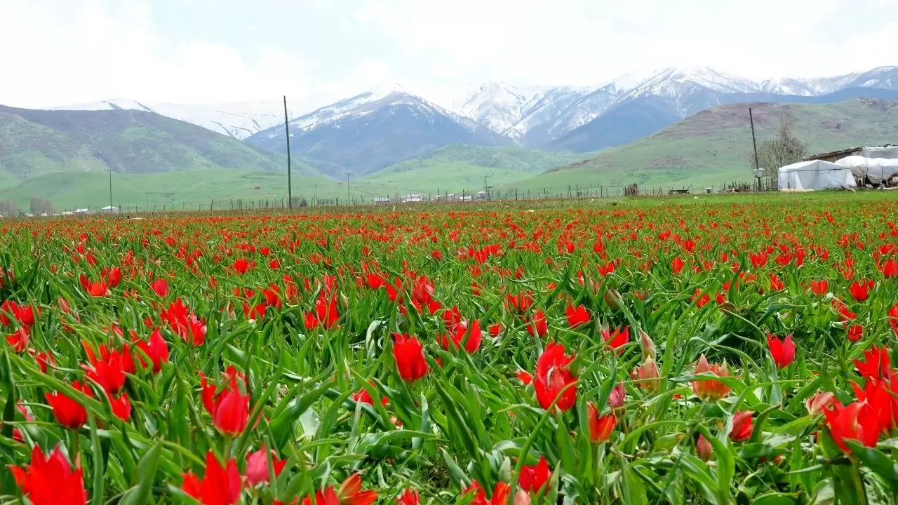 Muş Ovası kızıla boyandı! 'Muş 1071' laleleri açtı, görenler gözlerine inanamadı 4