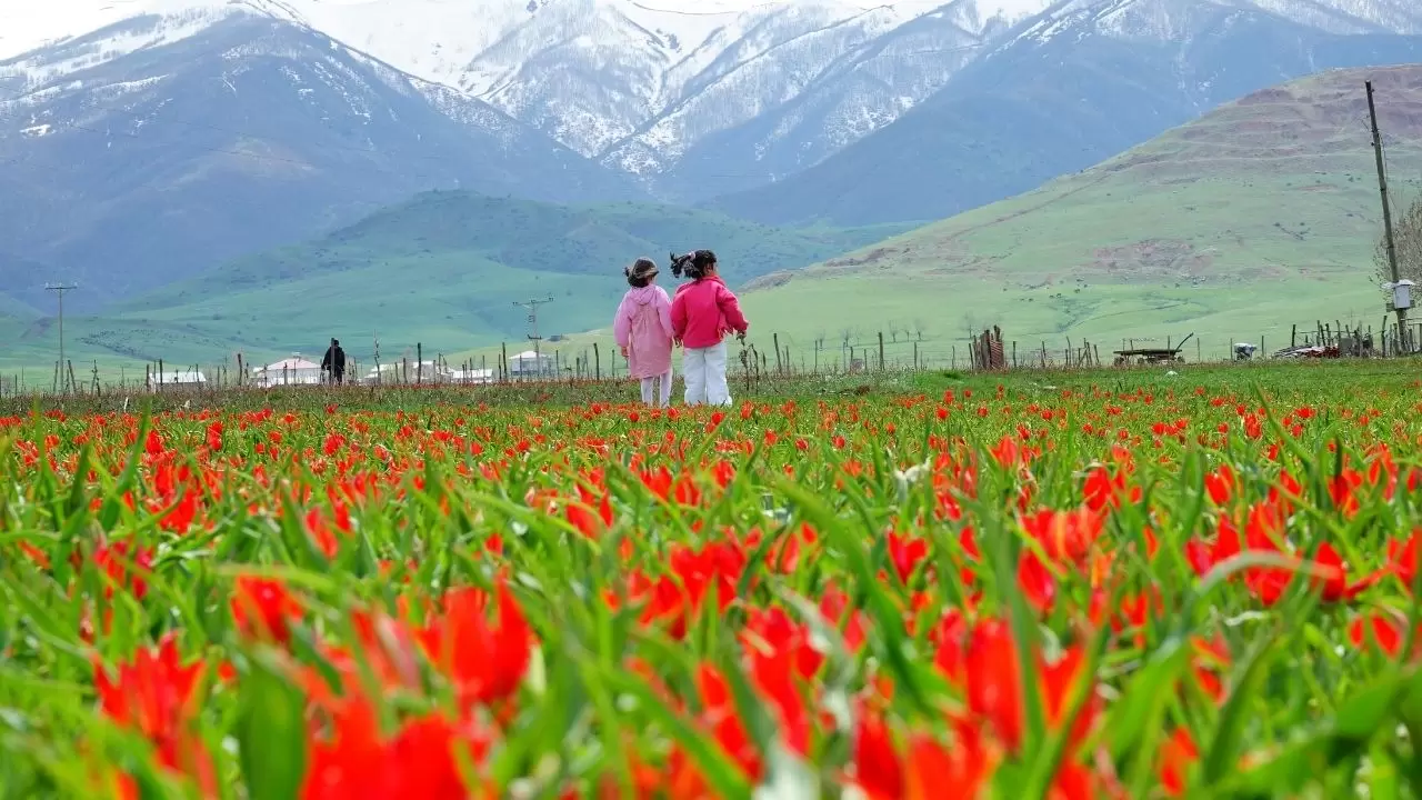 Muş Ovası kızıla boyandı! 'Muş 1071' laleleri açtı, görenler gözlerine inanamadı 5