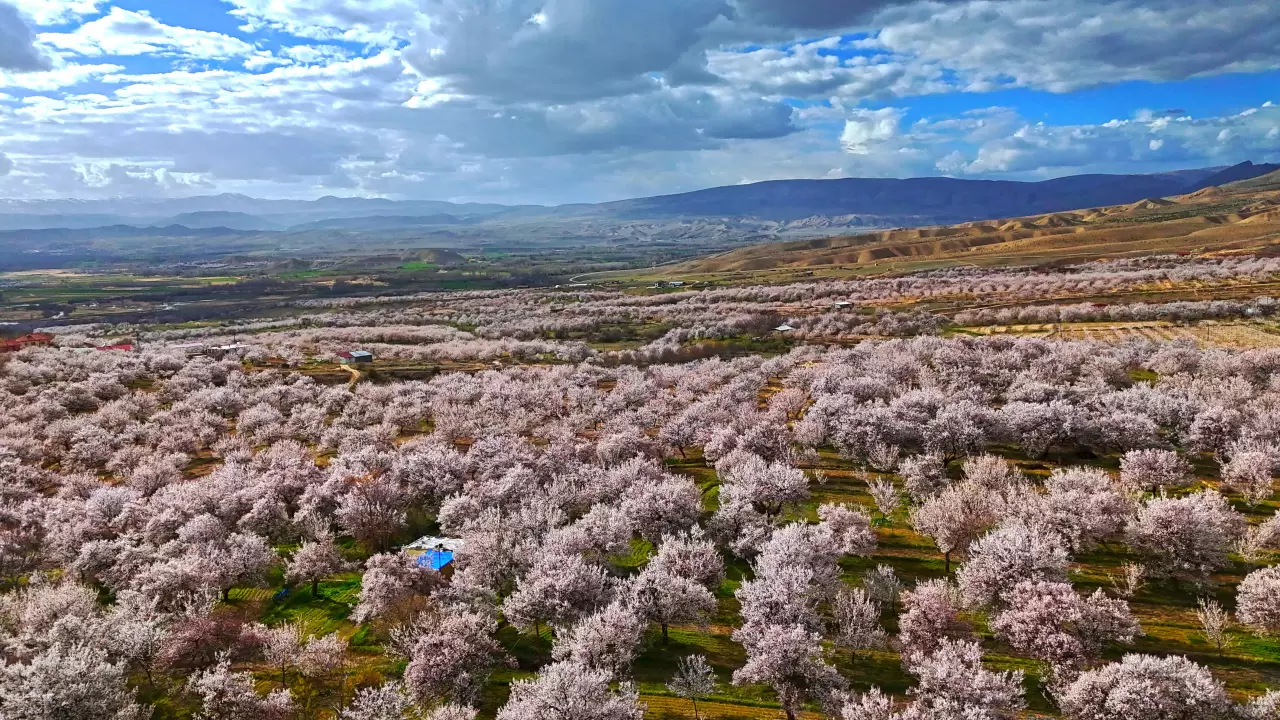 Malatya beyaza büründü: 2 milyon kayısı ağacı aynı anda çiçek açtı! 2