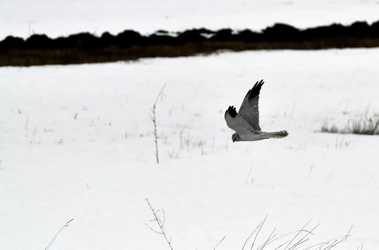 Sarıkamış’ta görsel şölen: Karlar eridi, göçmen kuşlar geri döndü 6