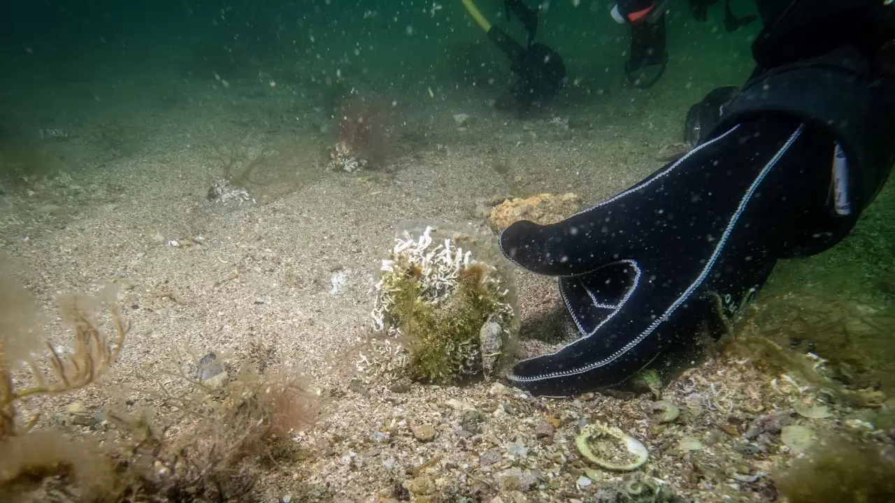 Tuzla sahilinde bilim dünyasını heyecanlandıran keşif! Sanayinin gölgesinde 'mucize' ekosistem 2