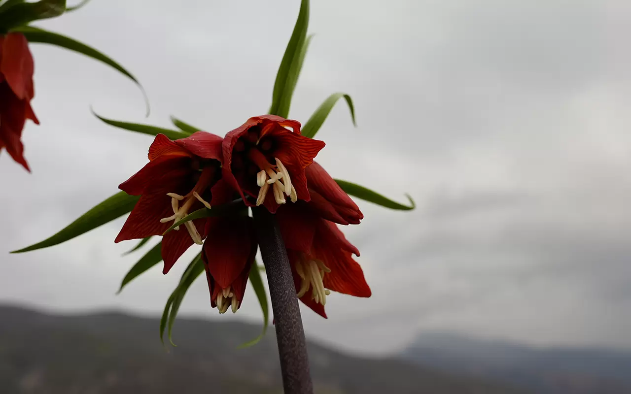 Şırnak'ta 'Ağlayan Gelinler' doğayı güzelleştirdi 2