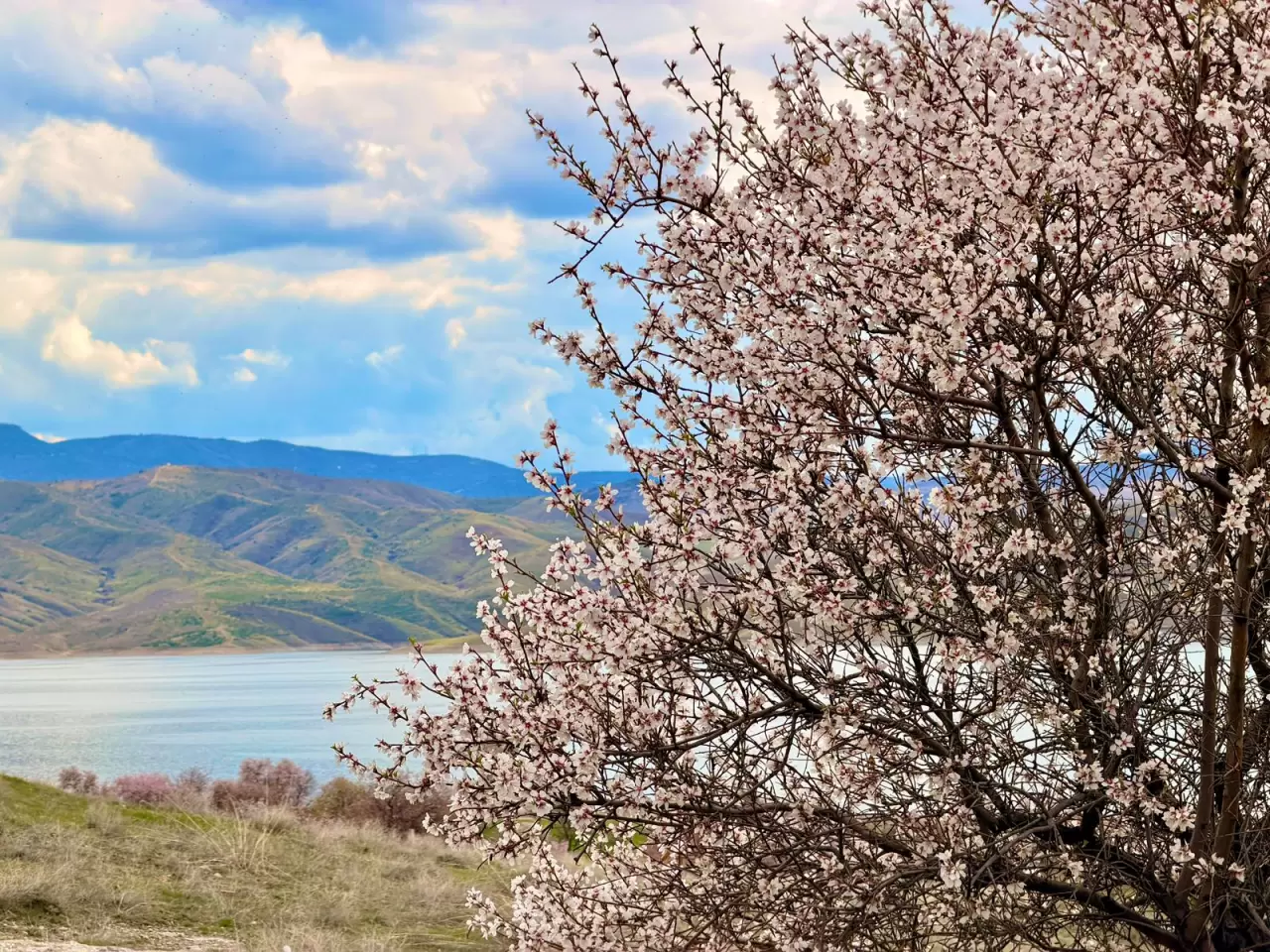 Çiçek açan badem ağaçları dronla görüntülendi 5