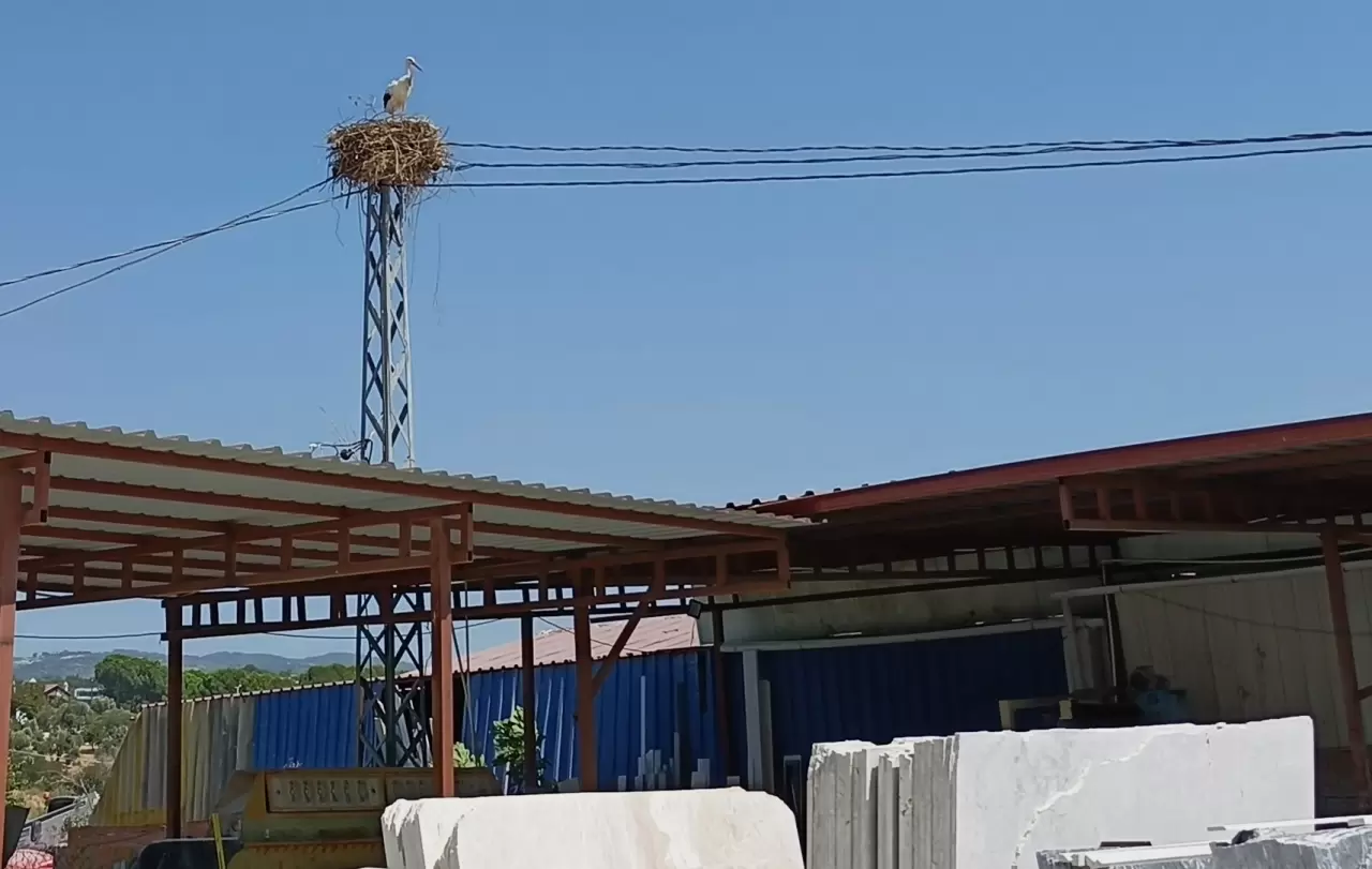 Kuşadası’na 40 yıl sonra leylekler geldi 4