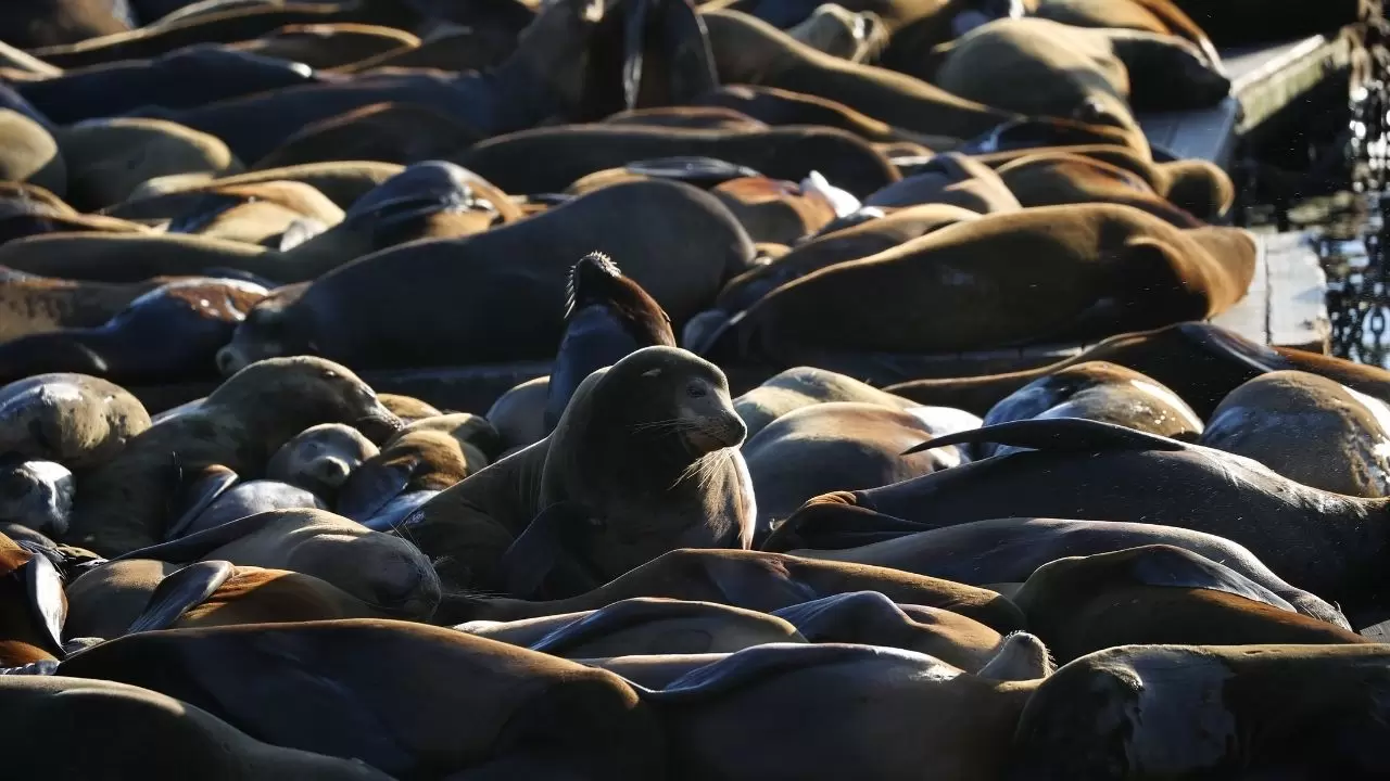 Fisherman’s Wharf’ta Deniz Aslanı yoğunluğu 4