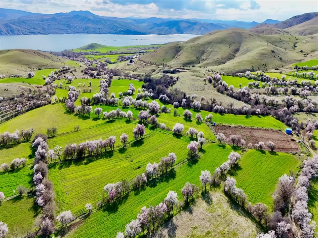 Çiçek açan badem ağaçları dronla görüntülendi 1