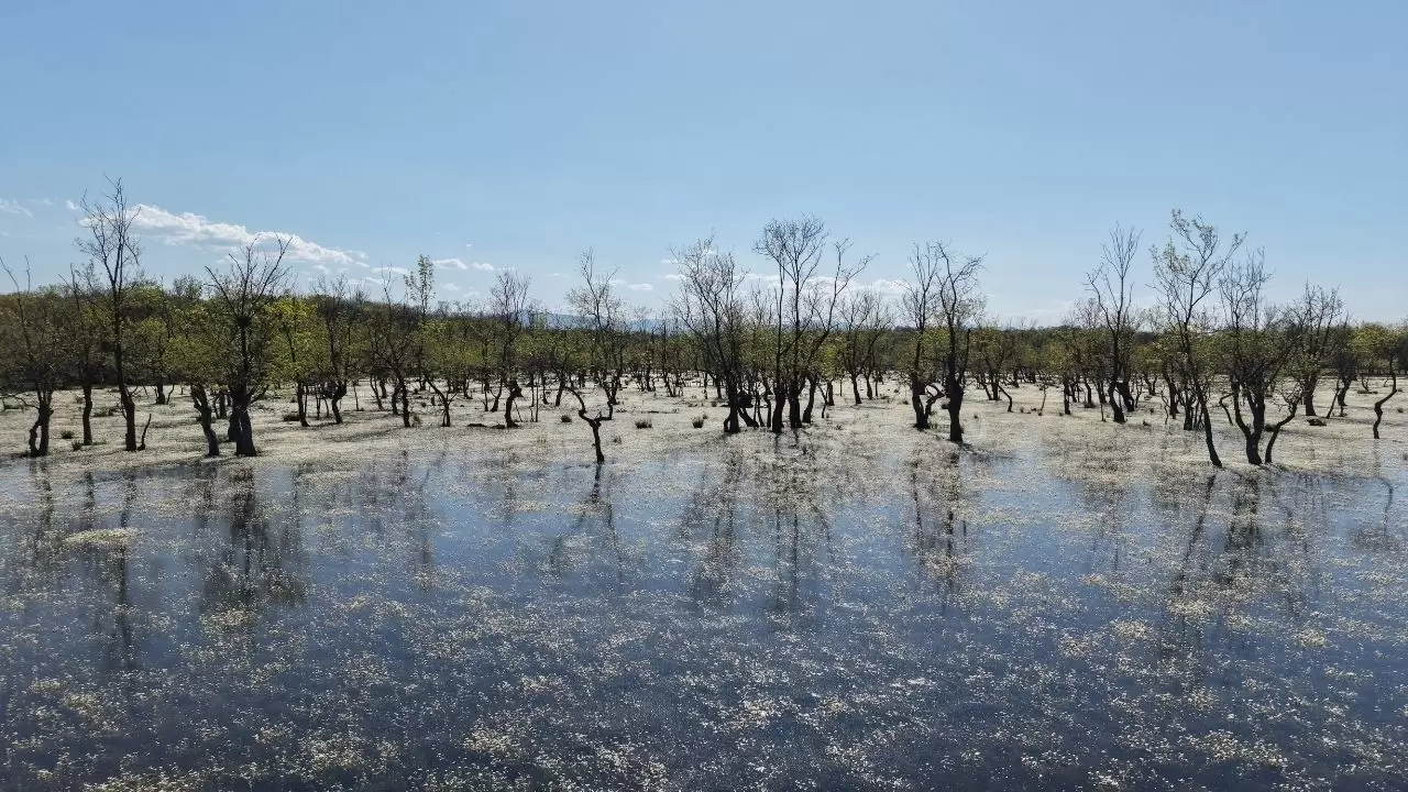 Kızılırmak deltası beyaza büründü: Su papatyalarının sadece bir ay ömrü var! 2