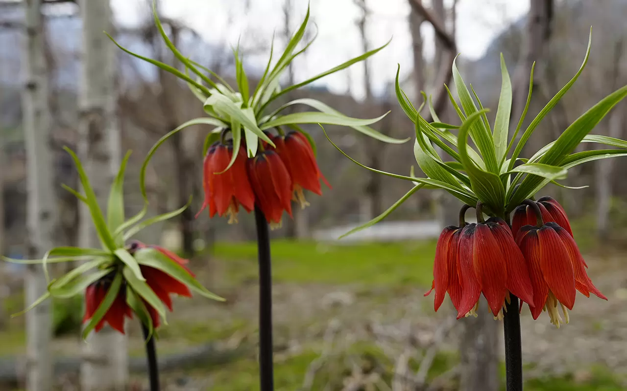 Şırnak'ta 'Ağlayan Gelinler' doğayı güzelleştirdi 1