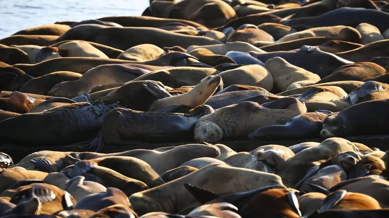 Fisherman’s Wharf’ta Deniz Aslanı yoğunluğu 10