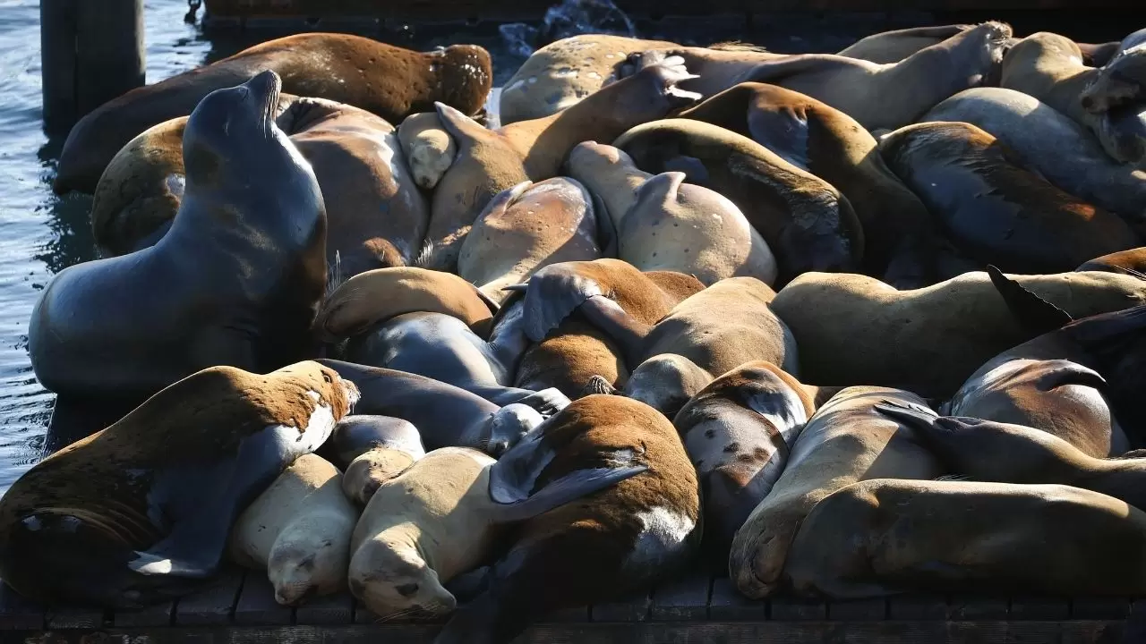 Fisherman’s Wharf’ta Deniz Aslanı yoğunluğu 9
