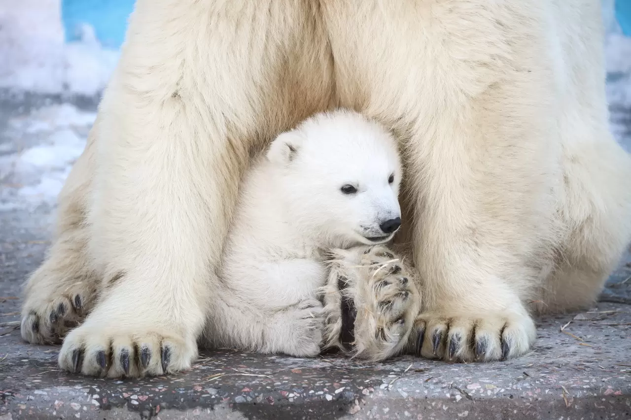 Kutup ayısı yavrusu dünyaya geldi 7