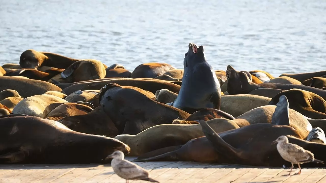 Fisherman’s Wharf’ta Deniz Aslanı yoğunluğu 8