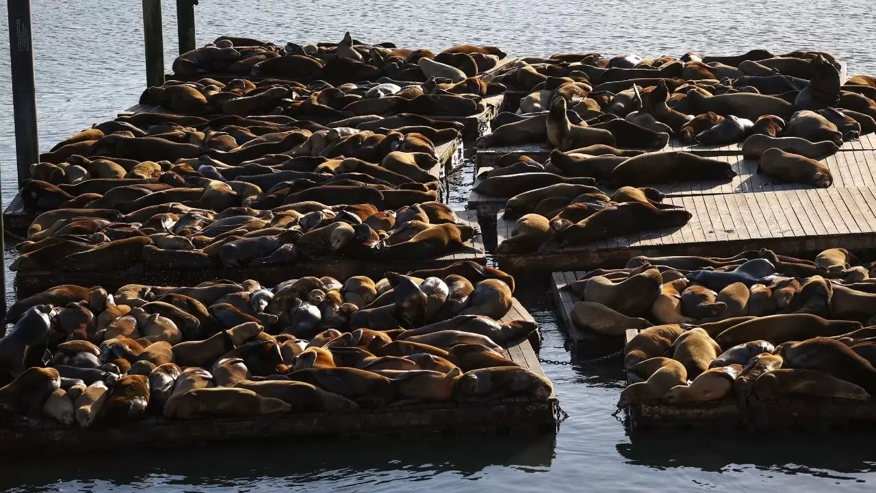 Fisherman’s Wharf’ta Deniz Aslanı yoğunluğu 5