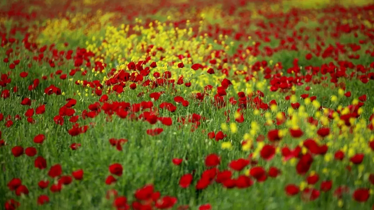 Görenler hayran kalıyor: Gelincik tarlalarında bahar mesaisi başladı! 5