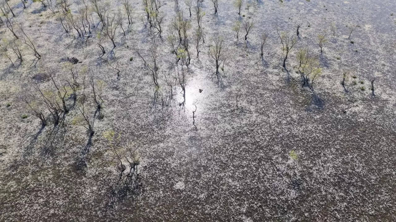 Kızılırmak deltası beyaza büründü: Su papatyalarının sadece bir ay ömrü var! 1