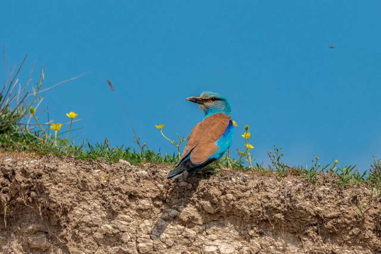 Masallar diyarından kopup gelmiş gibi! Gökkuzgunu Adıyaman'da görüntülendi 3