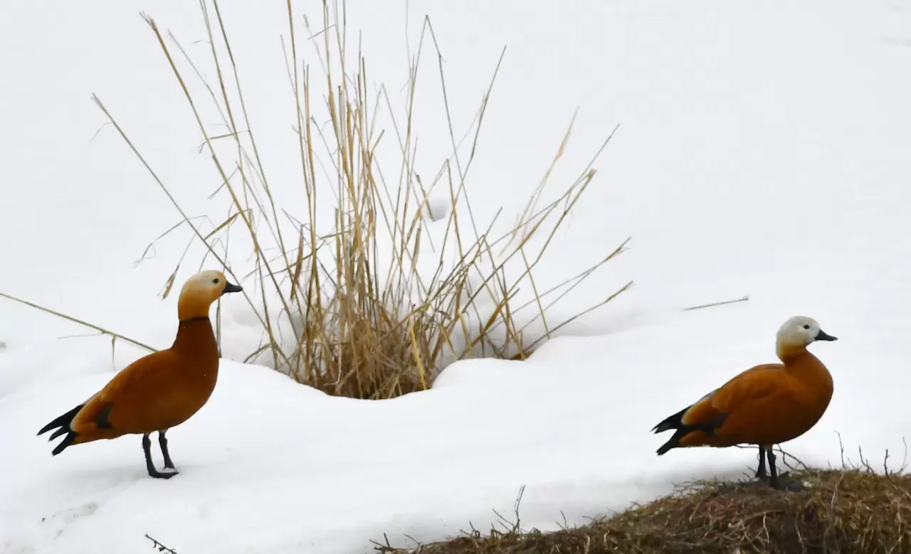 Sarıkamış’ta görsel şölen: Karlar eridi, göçmen kuşlar geri döndü 9