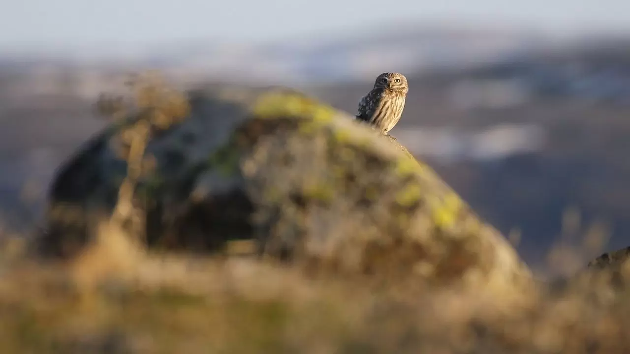 Gece avcısı gündüz ortaya çıktı: Nadir görülen kukumav baykuşu objektiflere yakalandı 1