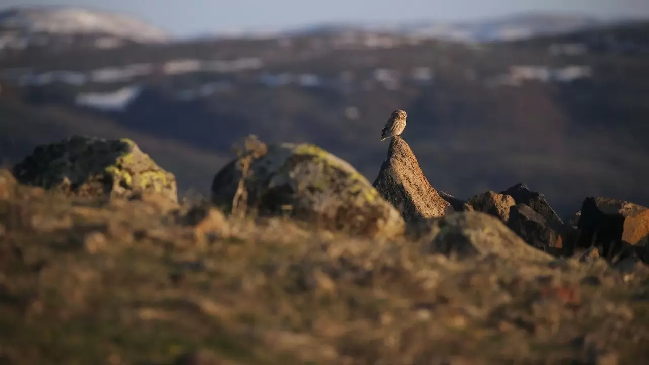 Gece avcısı gündüz ortaya çıktı: Nadir görülen kukumav baykuşu objektiflere yakalandı 5