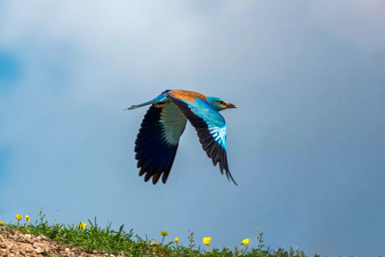 Masallar diyarından kopup gelmiş gibi! Gökkuzgunu Adıyaman'da görüntülendi 2
